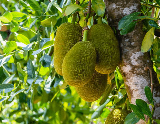 Organic Jackfruit: How Our Sustainable Farming Protects the Soilcover