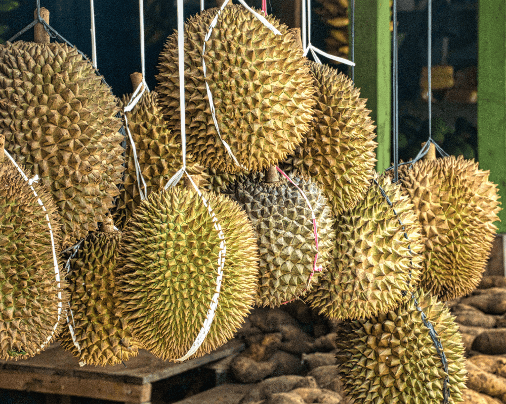 Jak chutná durian? Ovoce, které lidé milují i nenávidícover